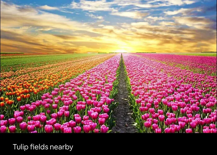 Chalet “New tiny house in Vijfhuizen”